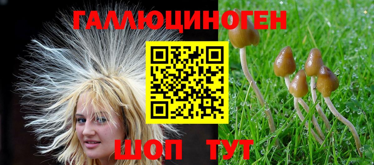 Псилоцибиновые грибы Psilocybine cubensis Лесозаводск